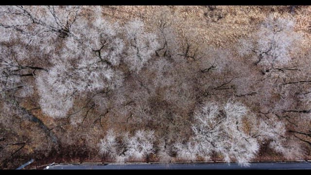 나뭇잎이 없는 겨울 나목으로 가득해 황량한 눈 덮인 숲