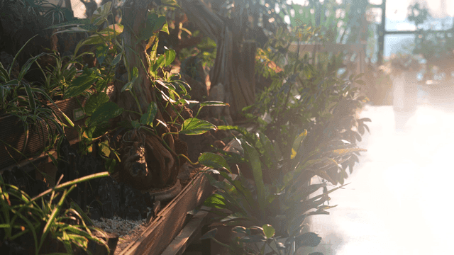 Indoor garden with sunlight filtering through