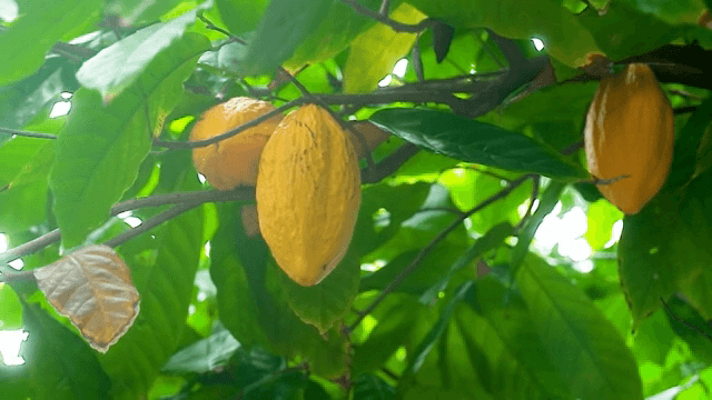 나무 가지에 매달린 카카오 열매