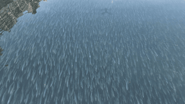 강에서 헤엄치는 물고기 떼