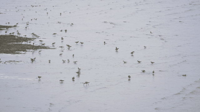 Birds foraging on the coastal tidal flat
