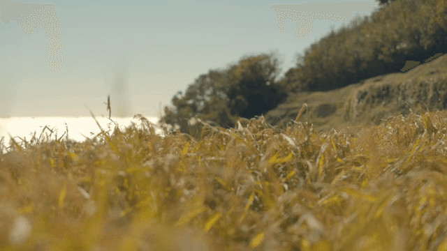 Golden rice fields under a clear sky