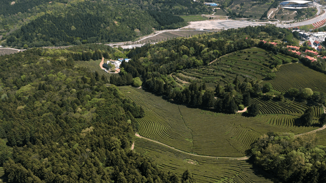 Expansive green tea fields and forest