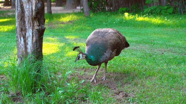 A peacock walking gracefully on grass