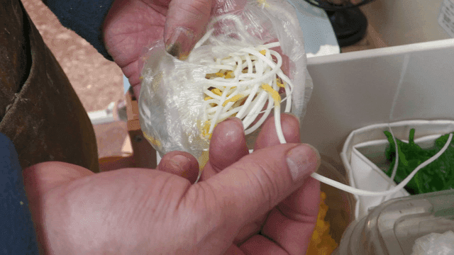 Hands holding fresh bean sprouts
