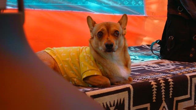 담요에 누운 강아지를 쓰다듬는 사람