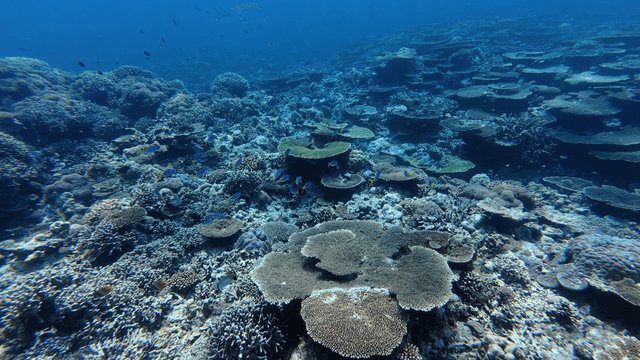 Vibrant coral reef full of fish