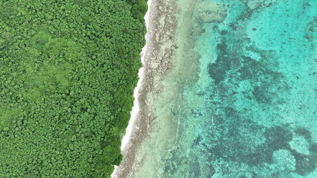 Aerial view of a lush coastline and clear sea