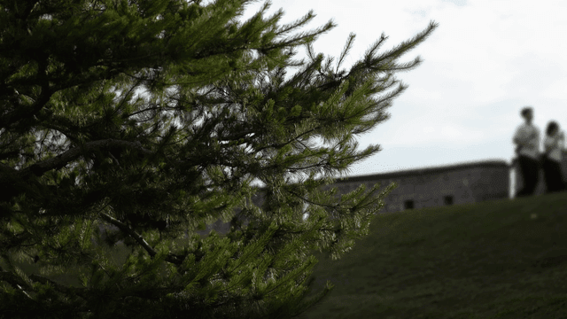 Couple walking near pine tree