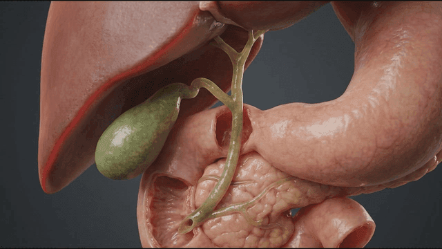Detailed view of liver and stomach organs inside human body