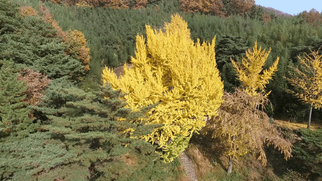 가을 나무로 둘러싸인 전통 한옥