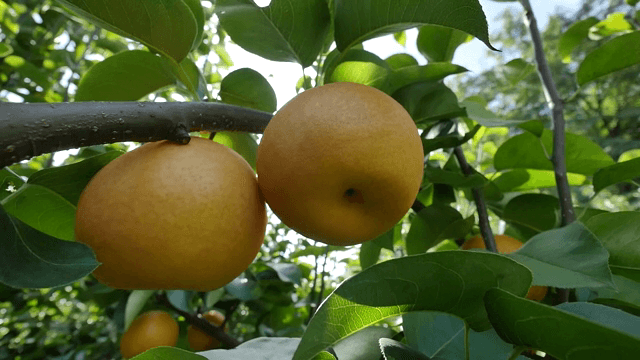 햇빛이 비치는 배나무와 익은 열매