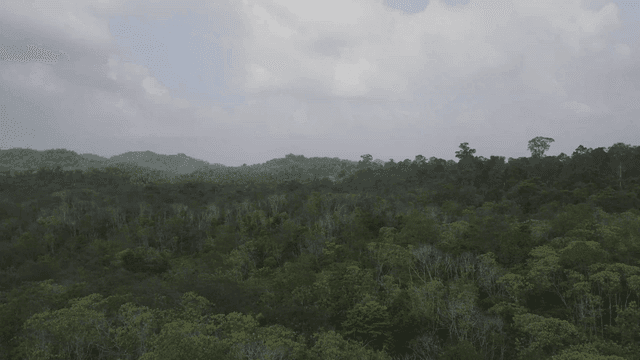 Lush green forest with dense foliage