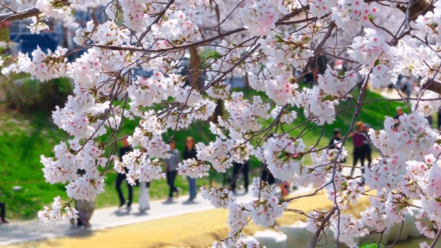 산책로 옆 만개한 벚꽃
