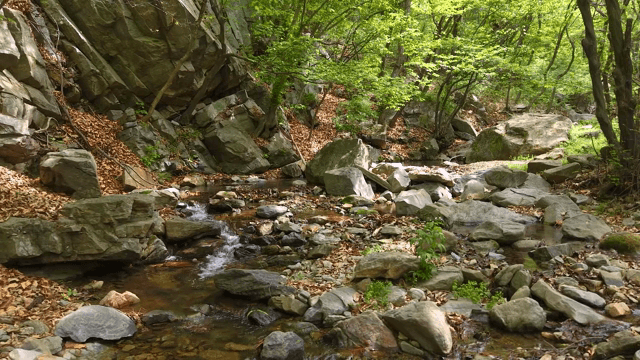 바위가 있는 고요한 숲 속 개울
