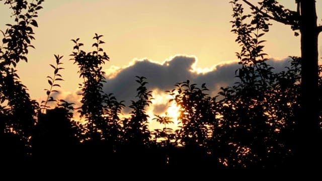 울창한 나무 뒤 노을이 지는 순간