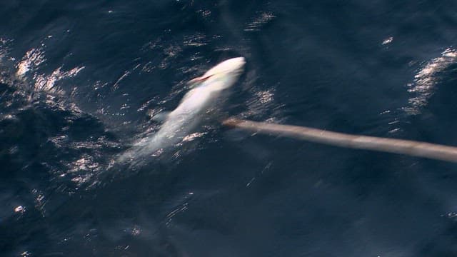 낚싯대로 잡힌 물고기