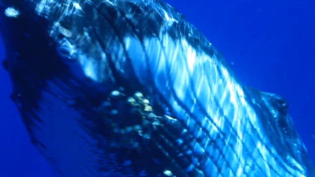 Majestic Whale Swimming Under Ocean Surface