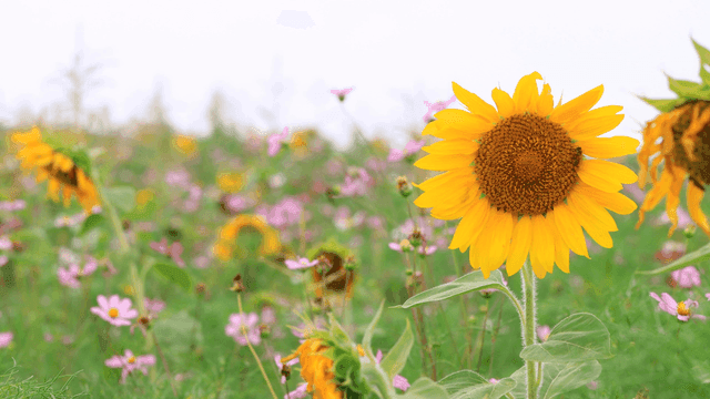 벌이 앉은 다채로운 들판의 활기찬 해바라기