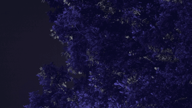 Nighttime view of a tree with purple lighting