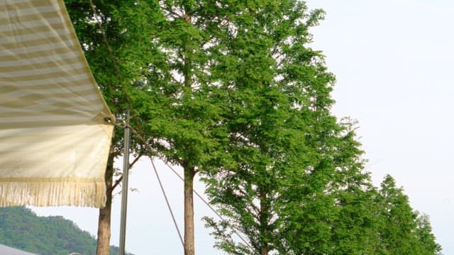 Striped canopy under the lush green trees