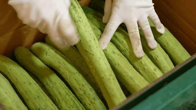 장갑을 끼고 상자에 오이를 넣는 모습