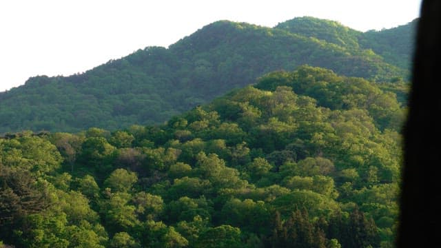 Green mountains covered in dense forests during daylight