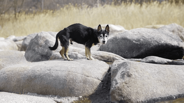 큰 바위 위에 서 있는 개