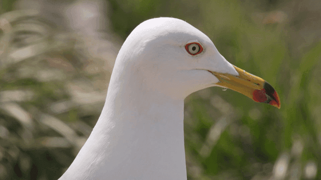 Seagull in a grassy area