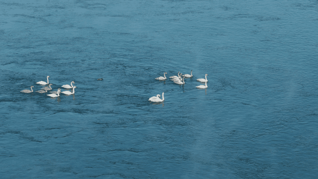 강에서 우아하게 헤엄치는 백조들