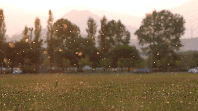 Quiet field with floating particles.