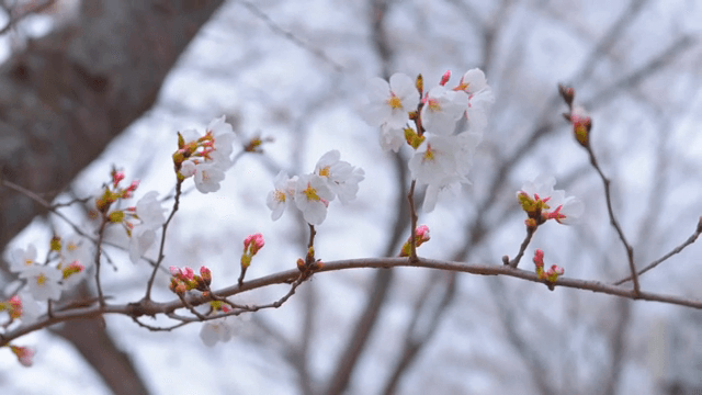 Cherry blossoms blooming on a branch