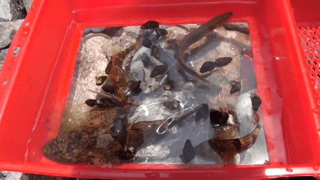 A red container filled with various fish