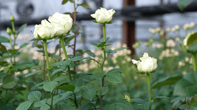 White roses blooming in a greenhouse