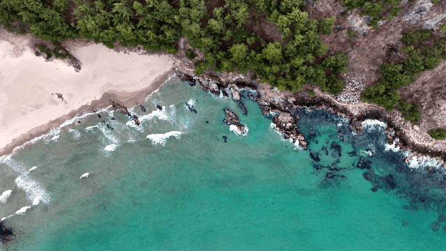파도와 숲이 있는 고요한 해변