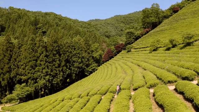 햇살이 비치는 언덕의 푸른 녹차밭