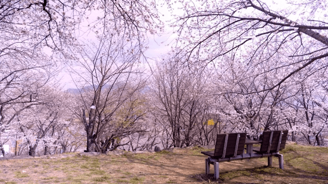 고요한 공원의 벚꽃