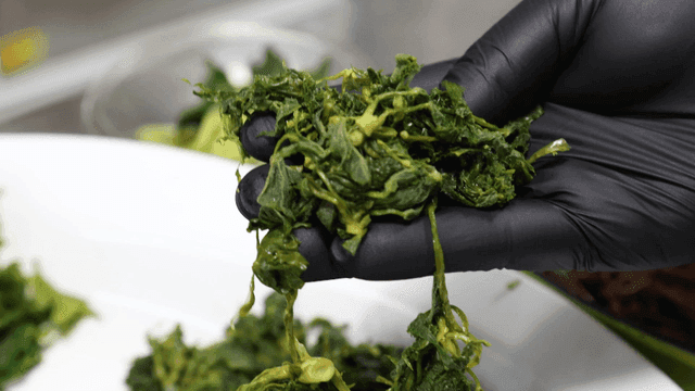 Fresh spinach prepared by hand