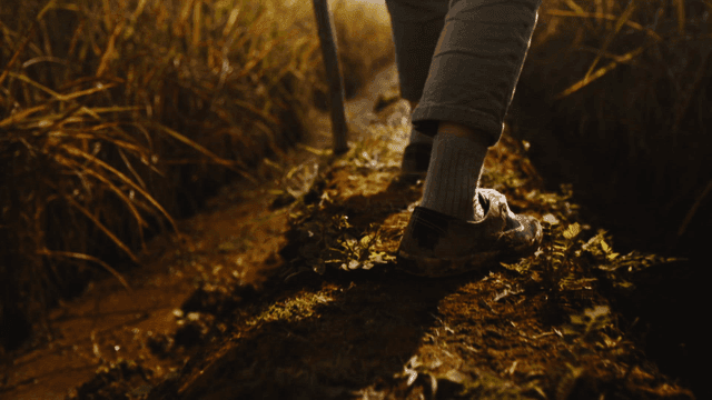 Person walking along path between fields