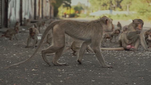 Monkeys Sitting Together on the Ground and Eating