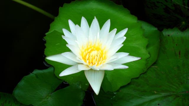 녹색 잎들 속에서 피어난 하얀 수련