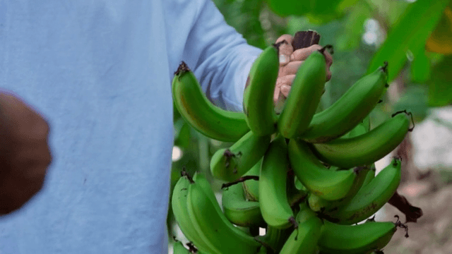 플라타노 송이를 들고 있는 사람