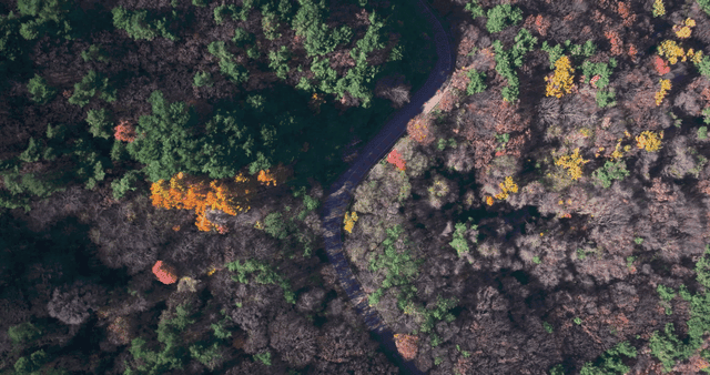 알록달록한 가을 숲을 지나는 구불구불한 도로