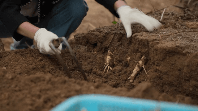 흙에서 인삼을 수확하는 모습