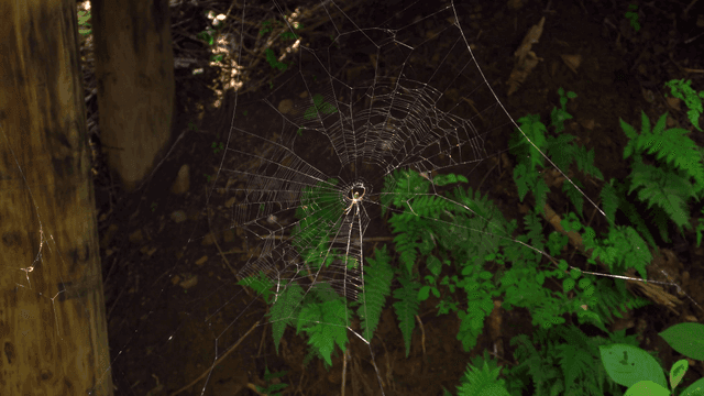 숲 속 거미줄 위의 거미