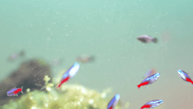 Colorful tropical fish swimming in clear aquarium