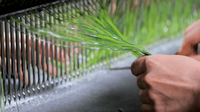 녹색 섬유를 베틀에 엮는 작업자들