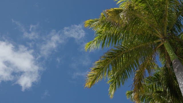 Serene Tropical Palm Against Blue Sky