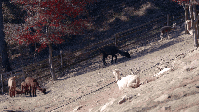 Alpacas grazing on a hillside with trees