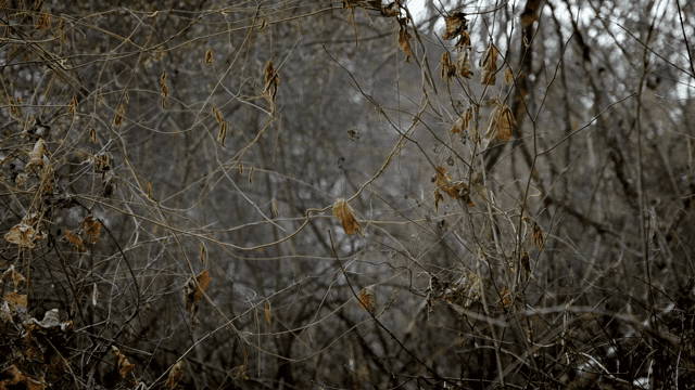 마른 가지와 잎이 있는 울창한 숲